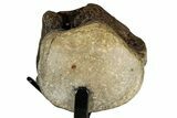 Fossil Mosasaur Vertebra w/ Metal Stand - Texas #316051-3